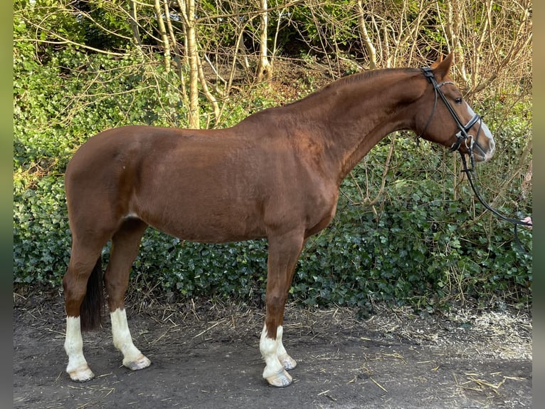 Hannoveraan Merrie 17 Jaar 165 cm Vos in Oberhausen