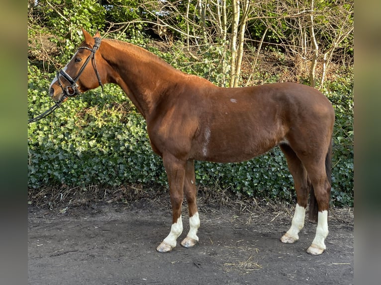 Hannoveraan Merrie 17 Jaar 165 cm Vos in Oberhausen