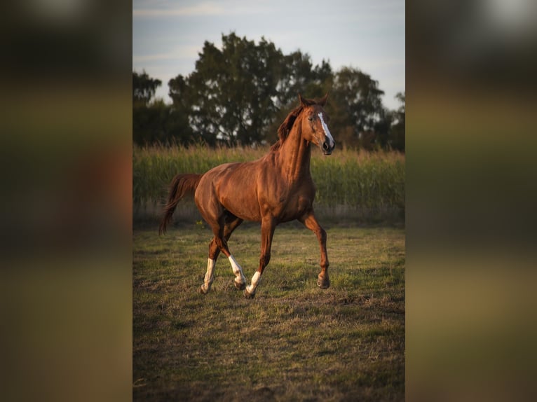 Hannoveraan Merrie 17 Jaar 165 cm Vos in Garbsen