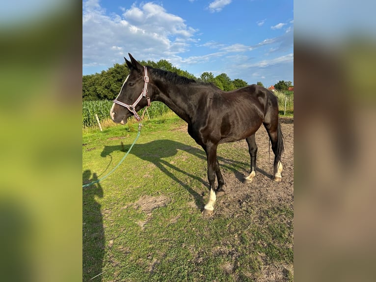 Hannoveraan Merrie 17 Jaar 165 cm Zwartbruin in Gro&#xDF;heide