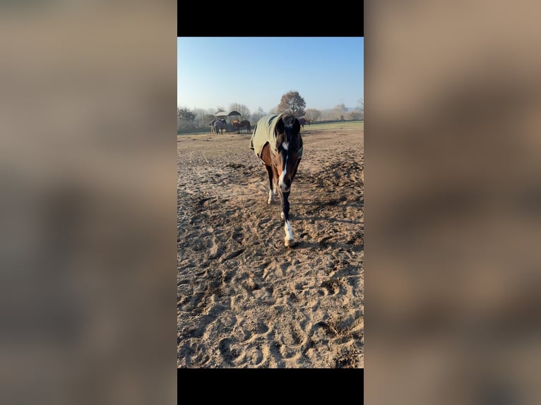 Hannoveraan Merrie 17 Jaar 167 cm Bruin in Gönnebek