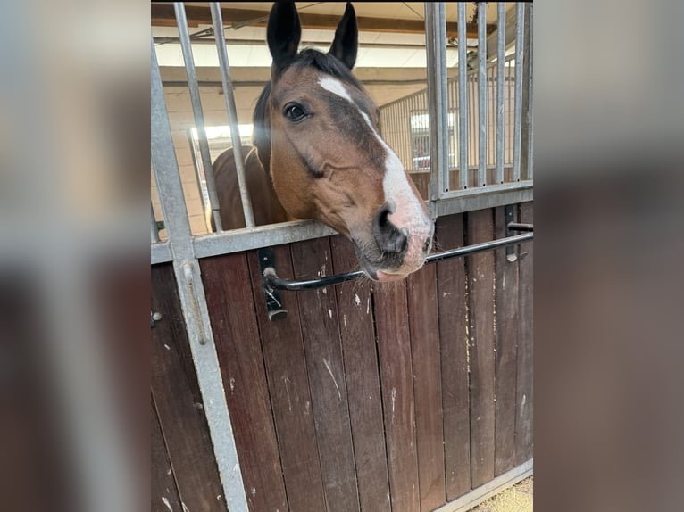 Hannoveraan Merrie 17 Jaar 167 cm Bruin in Gönnebek