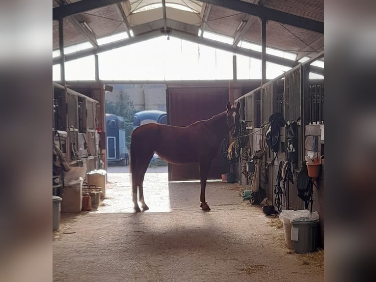 Hannoveraan Merrie 17 Jaar 167 cm Vos in Landesbergen