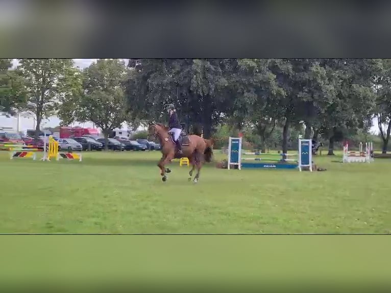 Hannoveraan Merrie 17 Jaar 167 cm Vos in Landesbergen