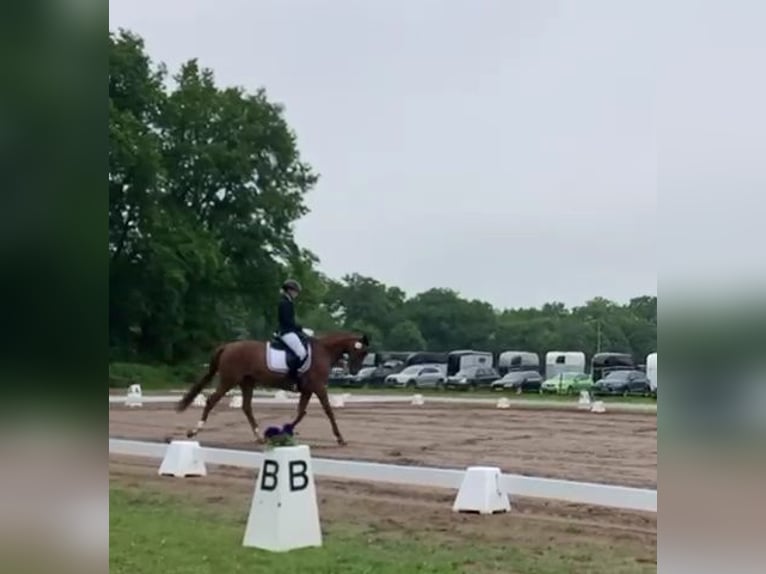 Hannoveraan Merrie 17 Jaar 167 cm Vos in Landesbergen