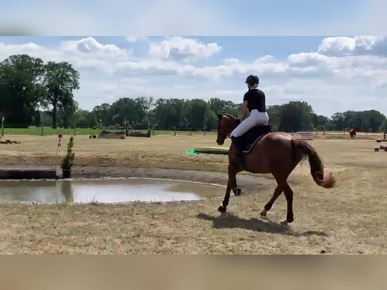 Hannoveraan Merrie 17 Jaar 167 cm Vos in Landesbergen