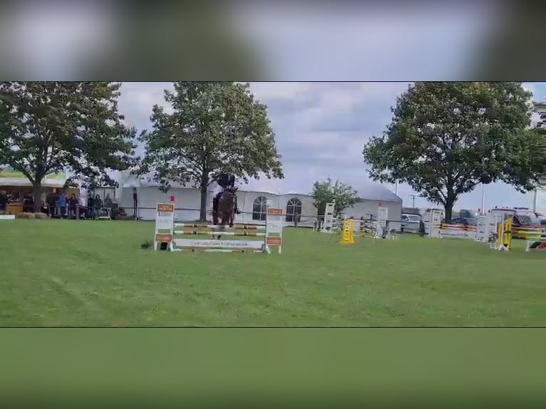 Hannoveraan Merrie 17 Jaar 167 cm Vos in Landesbergen