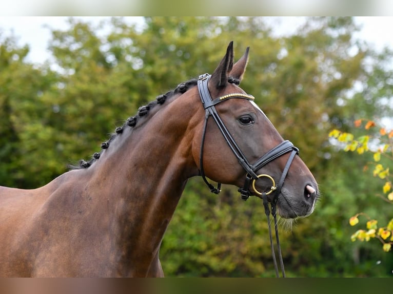 Hannoveraan Merrie 17 Jaar 168 cm Bruin in Brodersdorf