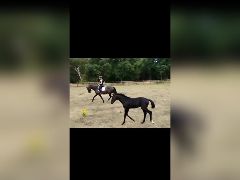 Hannoveraan Merrie 17 Jaar 169 cm Donkerbruin in Mesum