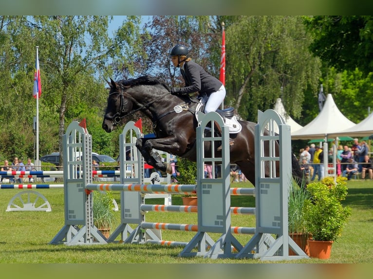Hannoveraan Merrie 17 Jaar 169 cm Zwart in Wedel