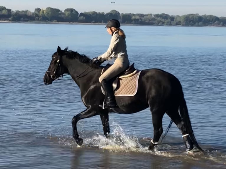 Hannoveraan Merrie 17 Jaar 169 cm Zwart in Wedel