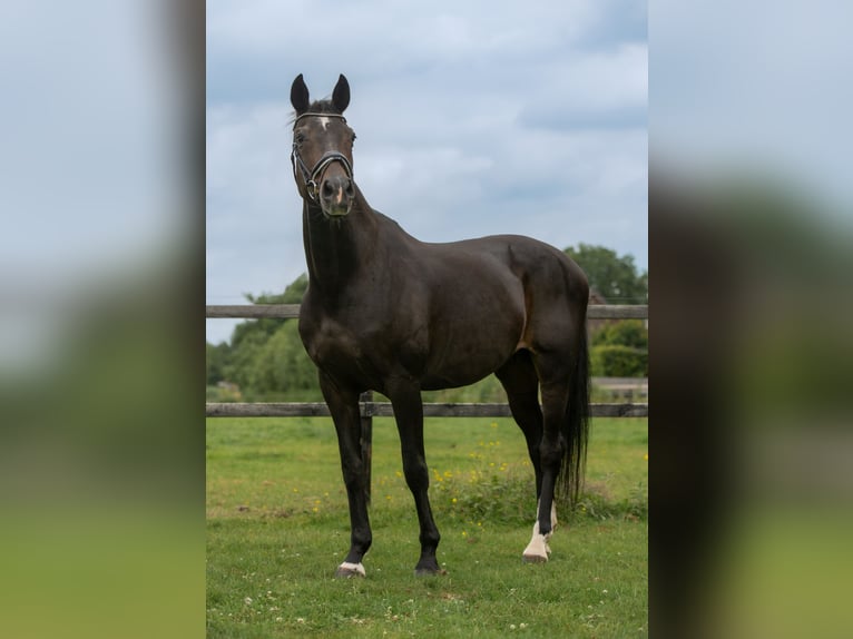 Hannoveraan Merrie 17 Jaar 169 cm Zwartbruin in Garyp