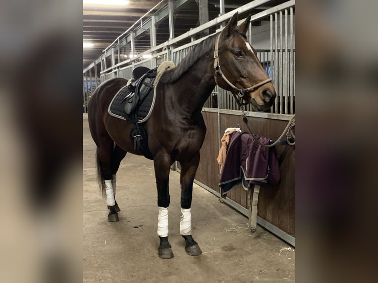 Hannoveraan Merrie 17 Jaar 170 cm Bruin in Haren