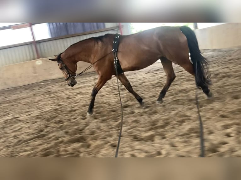 Hannoveraan Merrie 17 Jaar 170 cm Bruin in Hannover