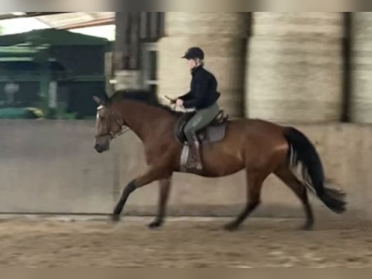 Hannoveraan Merrie 17 Jaar 170 cm Bruin in Hannover