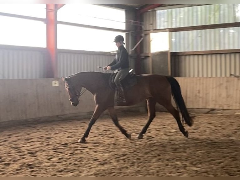 Hannoveraan Merrie 17 Jaar 170 cm Bruin in Hannover