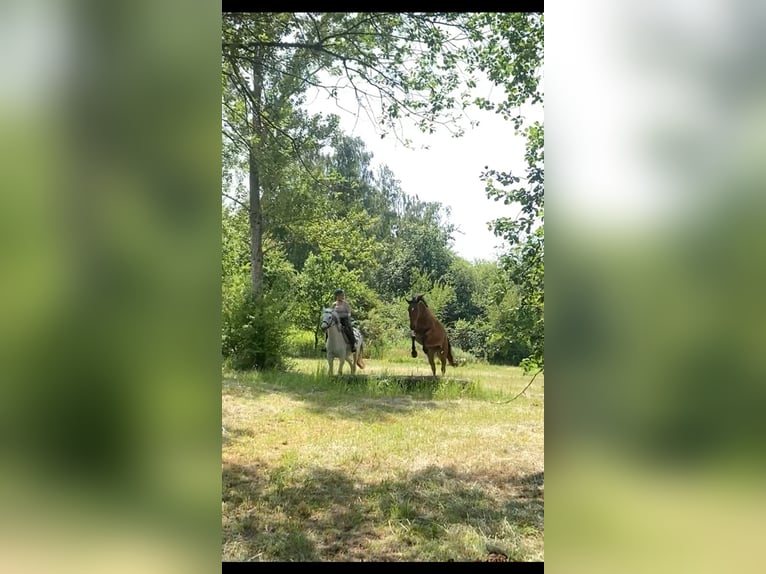 Hannoveraan Merrie 17 Jaar 170 cm Bruin in Hannover