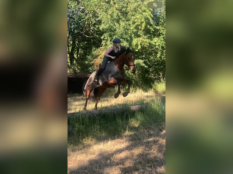 Hannoveraan Merrie 17 Jaar 170 cm Bruin in Hannover