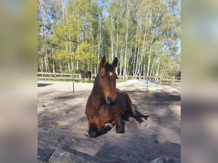 Hannoveraan Merrie 17 Jaar 170 cm Bruin in Hannover