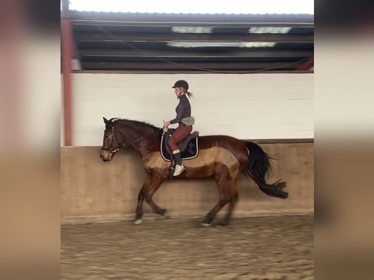Hannoveraan Merrie 17 Jaar 170 cm Bruin in Hannover