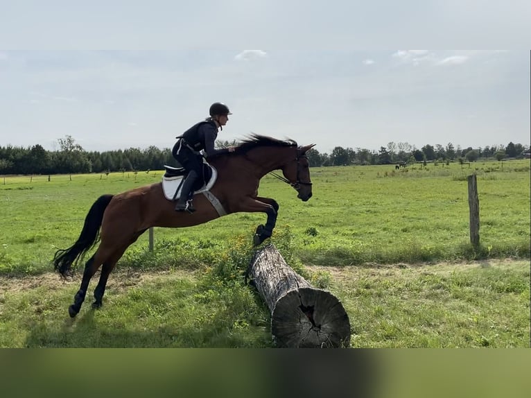 Hannoveraan Merrie 17 Jaar 170 cm Bruin in Hannover