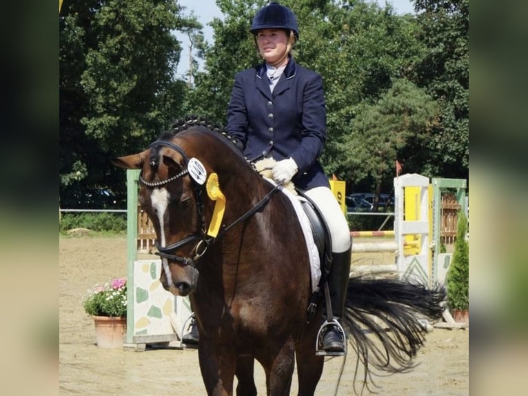 Hannoveraan Merrie 17 Jaar 170 cm Bruin in Coesfeld