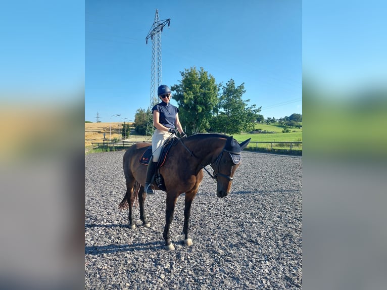 Hannoveraan Merrie 17 Jaar 170 cm Donkerbruin in Ditzingen