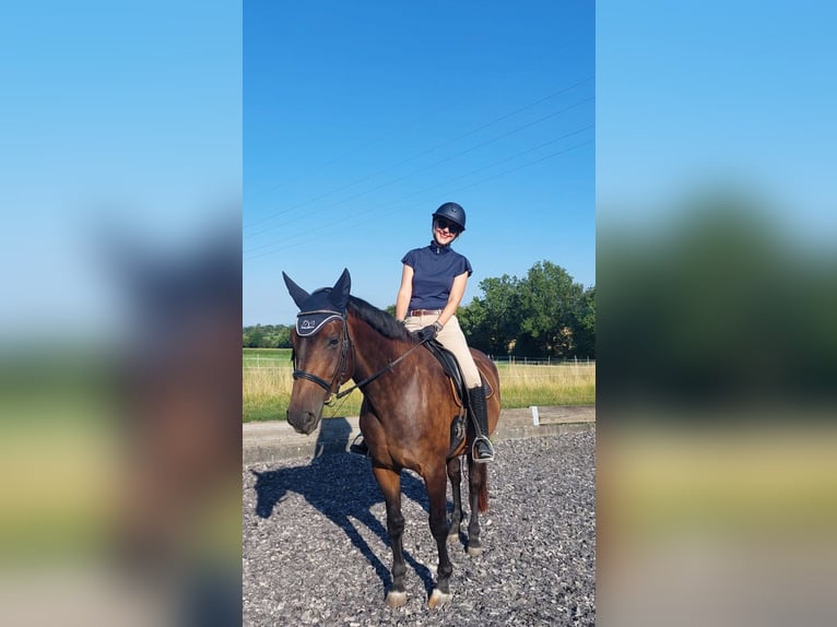 Hannoveraan Merrie 17 Jaar 170 cm Donkerbruin in Ditzingen