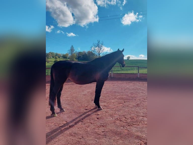 Hannoveraan Merrie 17 Jaar 170 cm Donkerbruin in Ditzingen