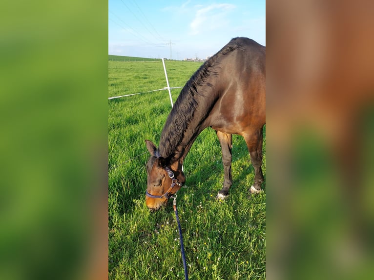 Hannoveraan Merrie 17 Jaar 170 cm Donkerbruin in Ditzingen