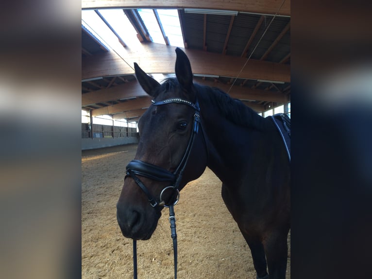 Hannoveraan Merrie 17 Jaar 170 cm Donkerbruin in Ditzingen