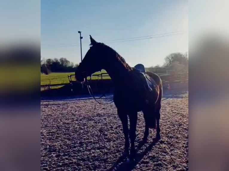 Hannoveraan Merrie 17 Jaar 170 cm Donkerbruin in Ditzingen