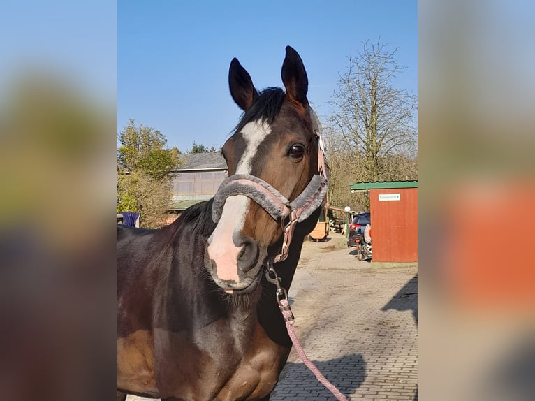 Hannoveraan Merrie 17 Jaar 170 cm Donkerbruin in Preetz