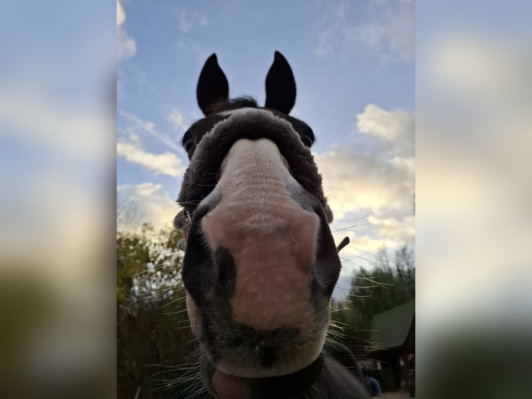 Hannoveraan Merrie 17 Jaar 170 cm Donkerbruin in Wahlstorf