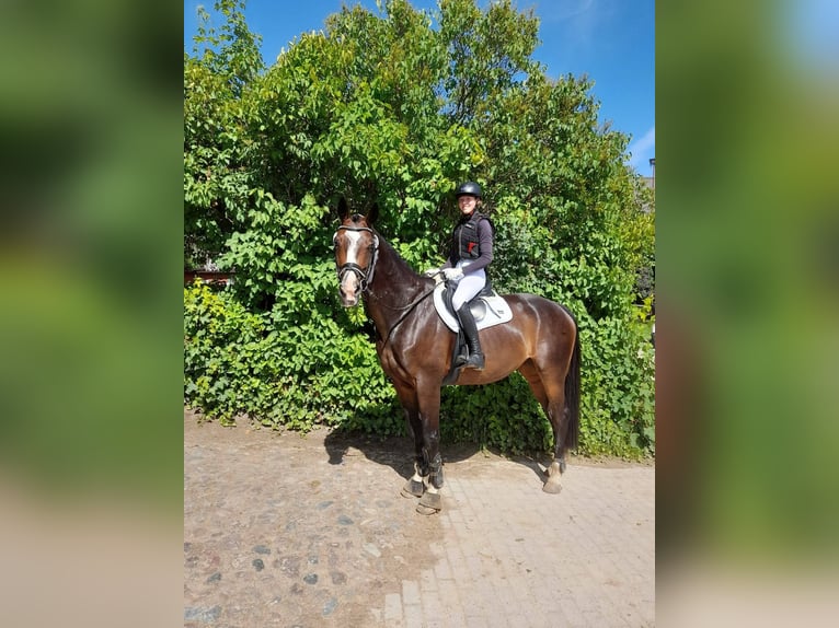 Hannoveraan Merrie 17 Jaar 170 cm Donkerbruin in Wahlstorf