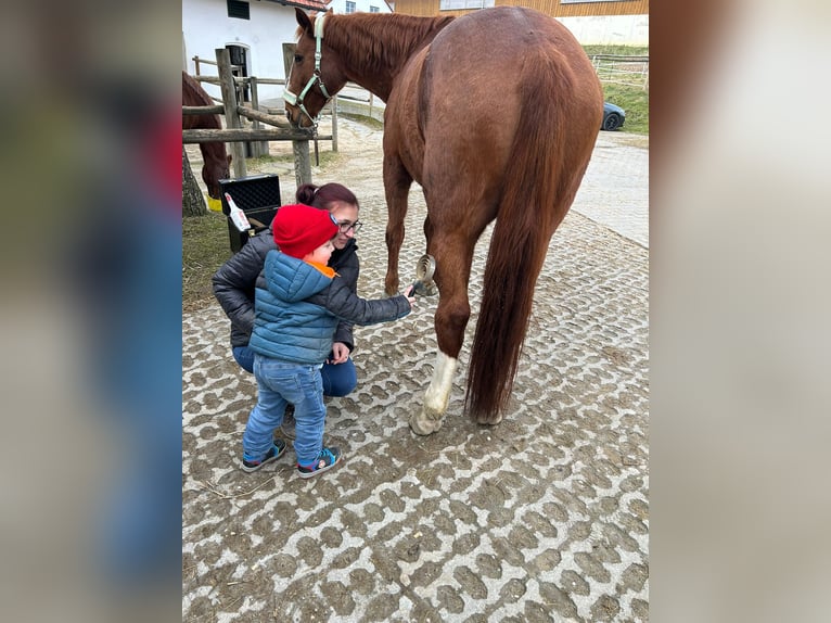Hannoveraan Merrie 17 Jaar 170 cm Vos in Markt Indersdorf