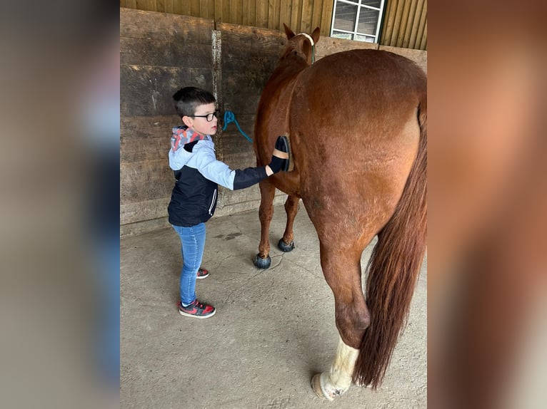 Hannoveraan Merrie 17 Jaar 170 cm Vos in Markt Indersdorf