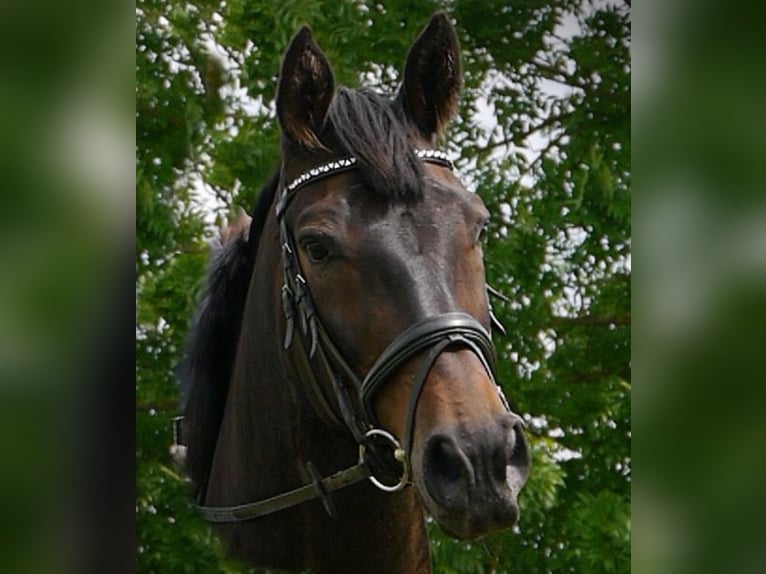 Hannoveraan Merrie 17 Jaar 172 cm Donkerbruin in Raisting