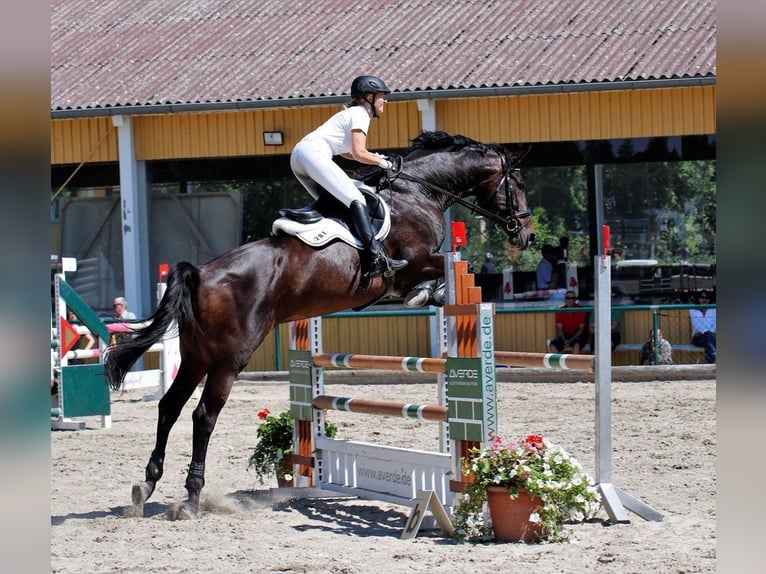 Hannoveraan Merrie 17 Jaar 172 cm Donkerbruin in Raisting