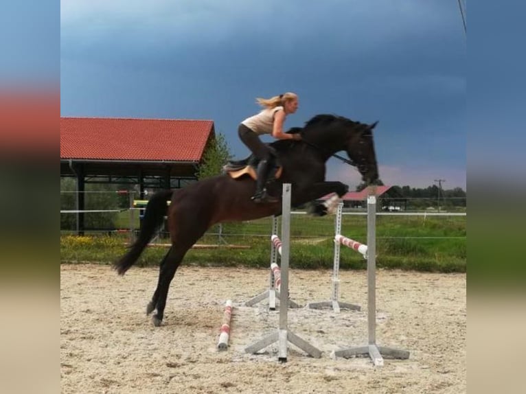 Hannoveraan Merrie 17 Jaar 172 cm Donkerbruin in Raisting