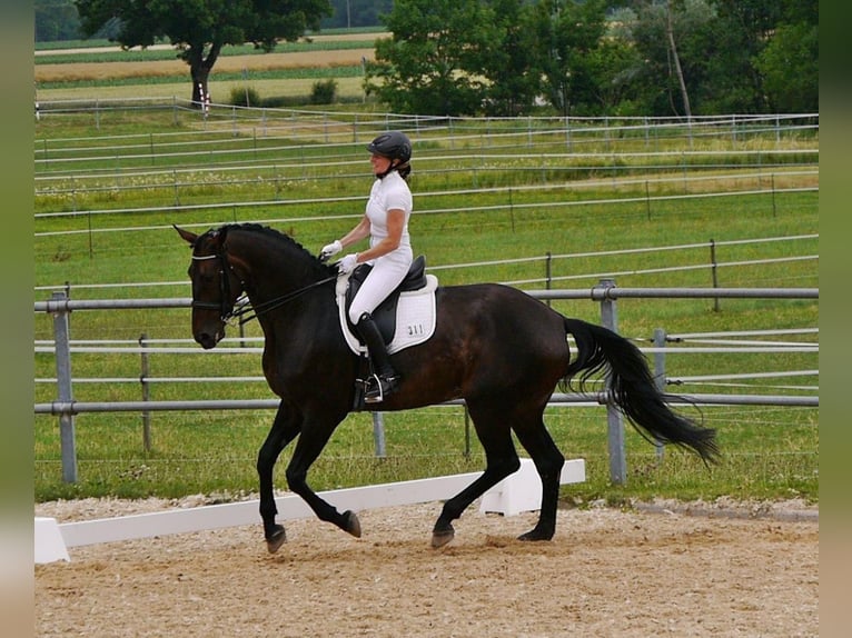 Hannoveraan Merrie 17 Jaar 172 cm Donkerbruin in Raisting