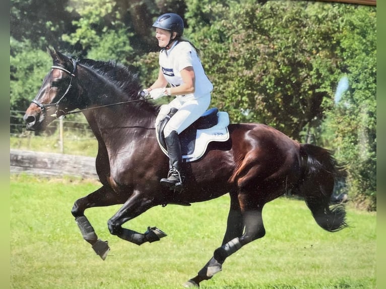 Hannoveraan Merrie 17 Jaar 172 cm Donkerbruin in Raisting