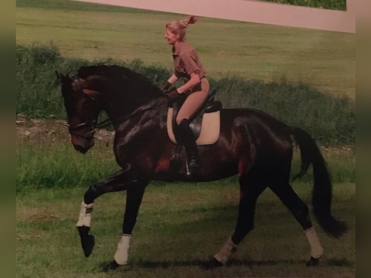 Hannoveraan Merrie 17 Jaar 172 cm Donkerbruin in Raisting