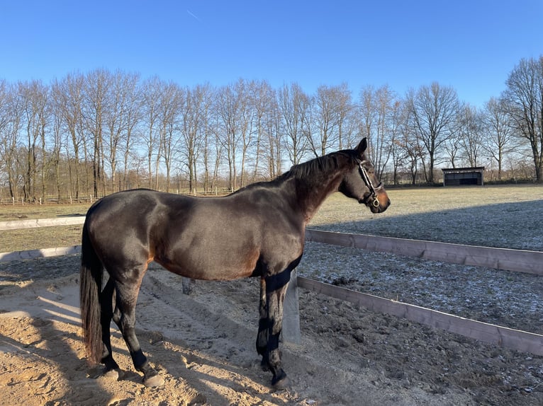 Hannoveraan Merrie 17 Jaar 172 cm Donkerbruin in Bimöhlen