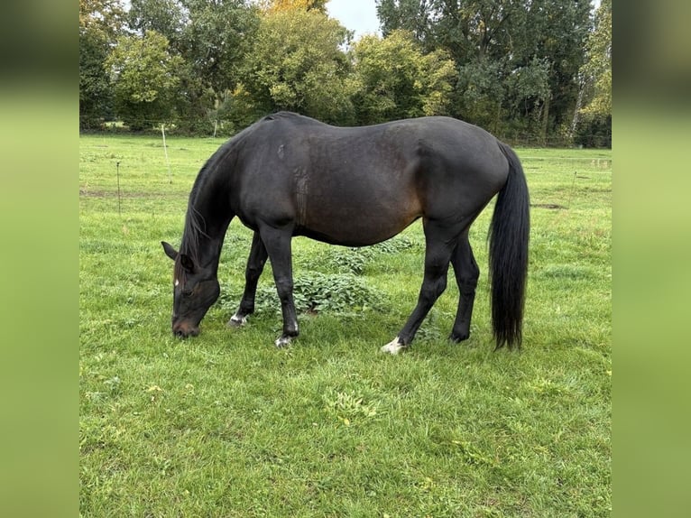 Hannoveraan Merrie 17 Jaar 173 cm Donkerbruin in Perleberg