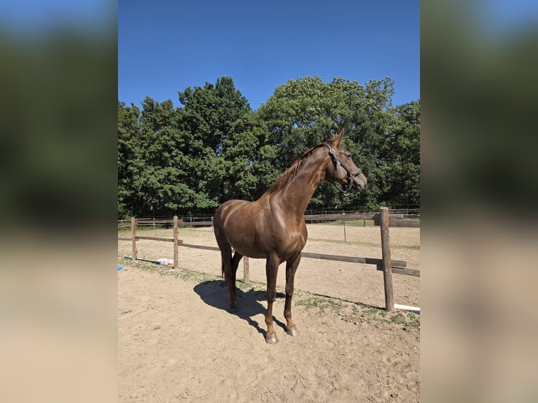 Hannoveraan Merrie 17 Jaar 173 cm Donkere-vos in Vienenburg