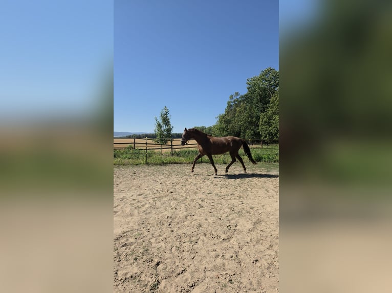Hannoveraan Merrie 17 Jaar 173 cm Donkere-vos in Vienenburg
