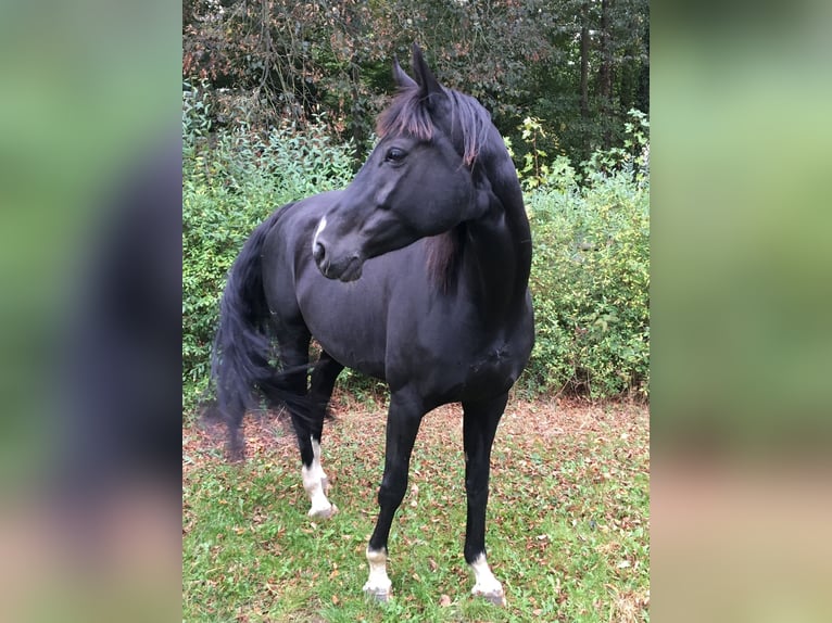 Hannoveraan Merrie 17 Jaar 173 cm Zwart in Uelzen