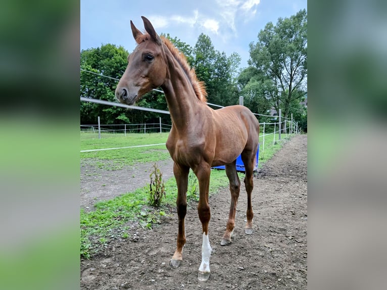 Hannoveraan Merrie 17 Jaar in Marsberg