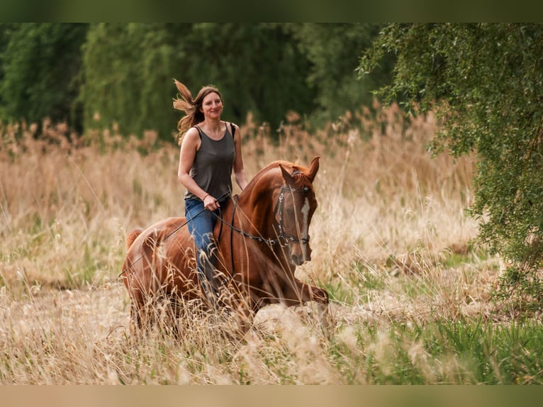 Hannoveraan Merrie 18 Jaar 159 cm Vos in Dobersch&#xFC;tz